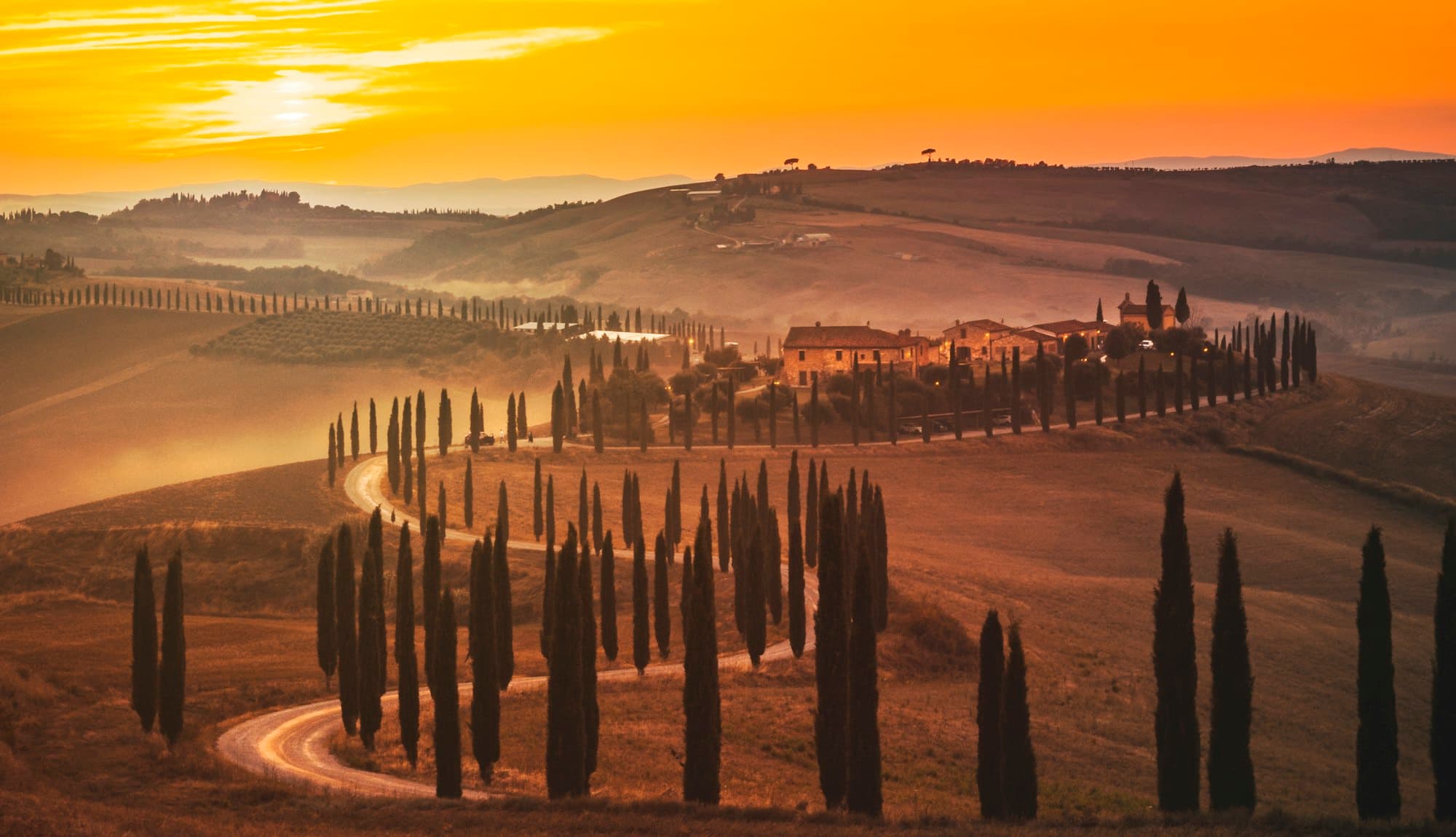 Trees along a Tuscan road at sunset