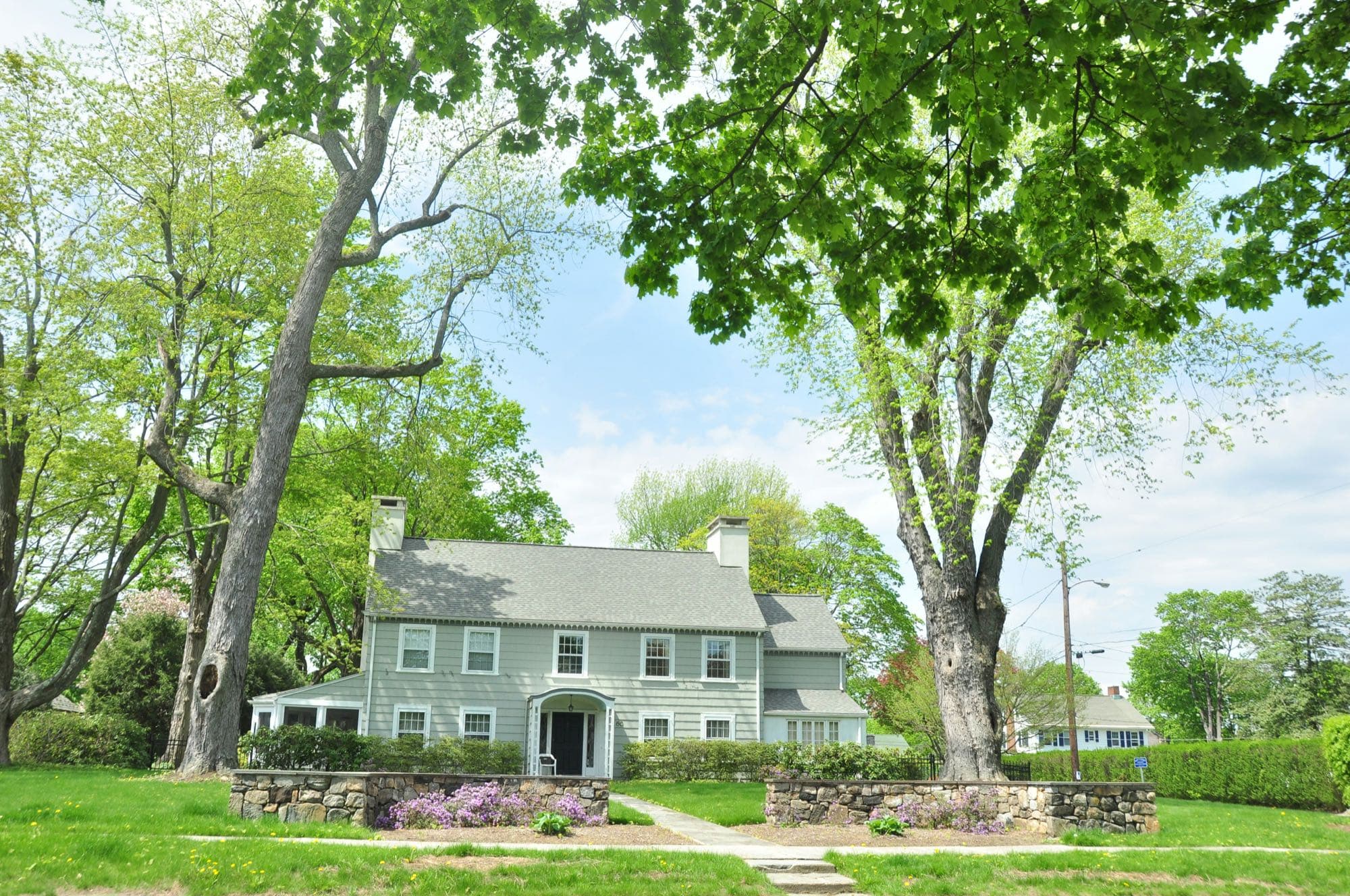 Clapboard house framed by two old maples in spring