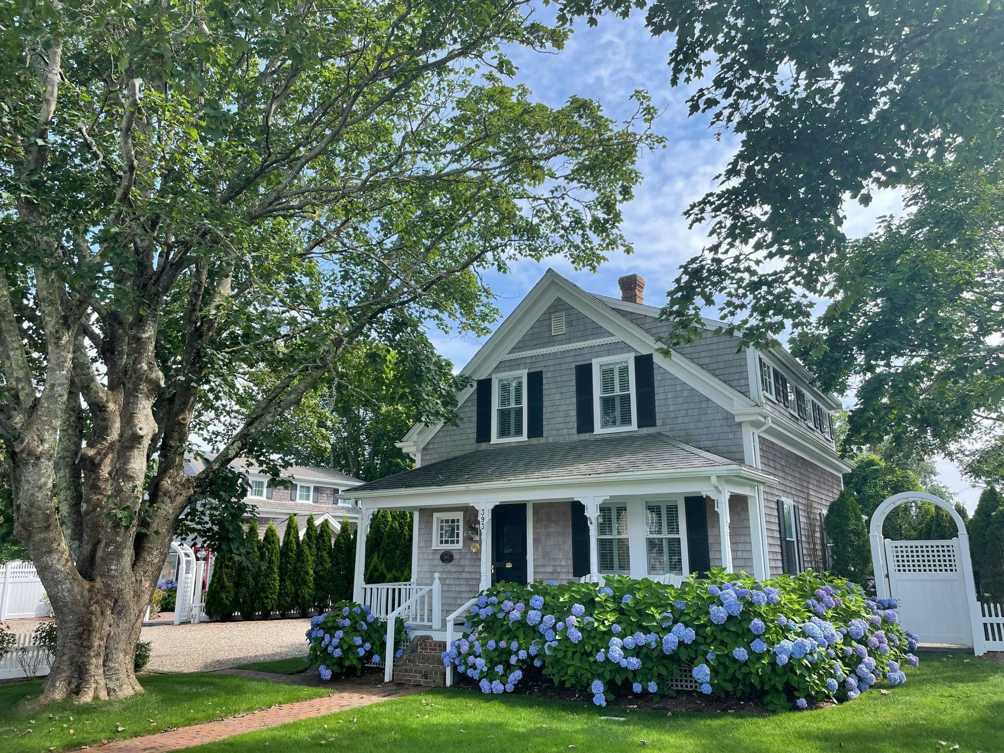 Shingled New England house behind blue hydrangeas